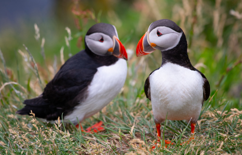 Puffins