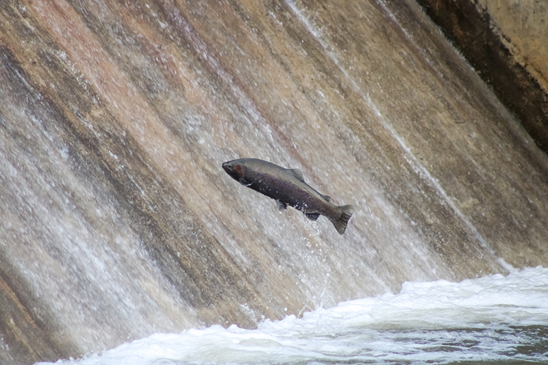 Fish migration jumping upstream at Port Hope Fish Ladder, Ontario, Canada