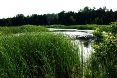 grass on pond