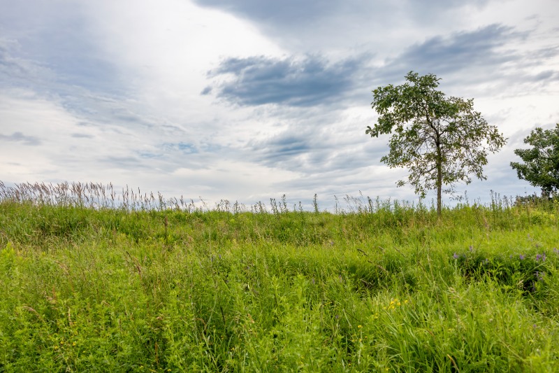 solitary tree