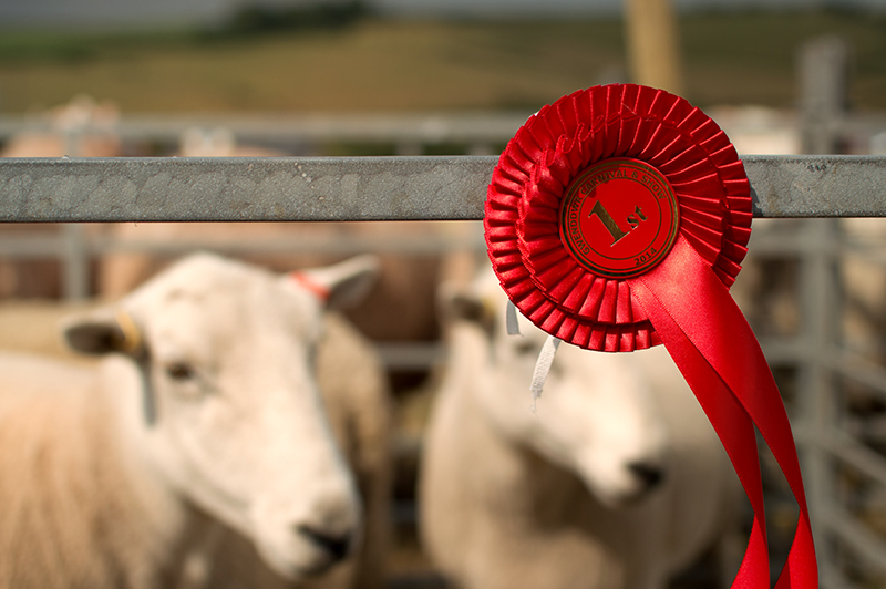 Sheep Winning 1st Prize at Village Fair